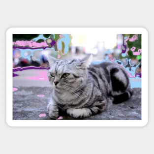 Sphinx Katze /  Swiss Artwork Photography Sticker